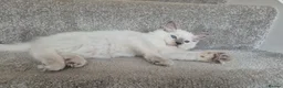 Ragdoll cats for sale: Pure White Raggdol - Advert 7
