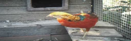 Pheasants poultry for sale: Beautiful Golden Pheasant in Ashford - Advert 2