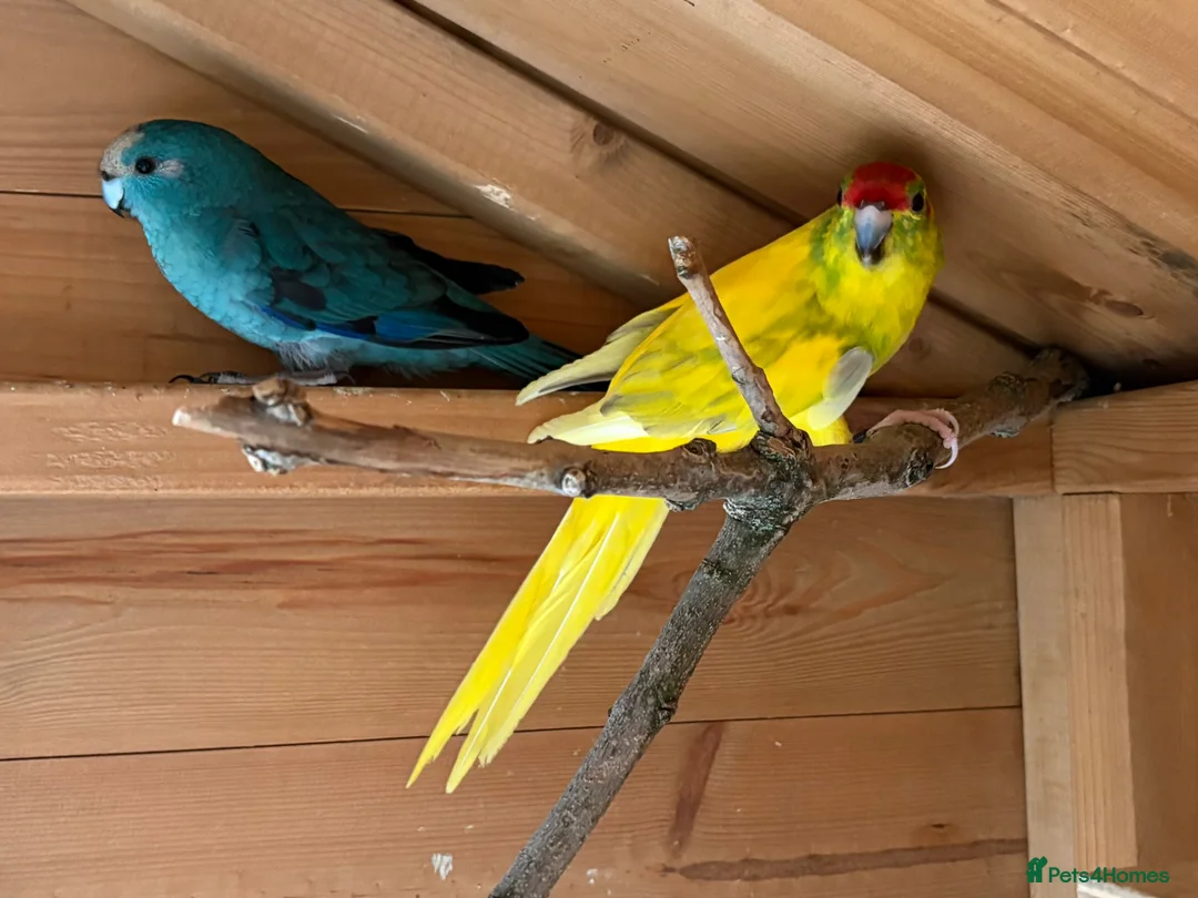 Parakeets birds for sale: Pair of Kakariki parakeets - Advert 2