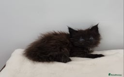 Maine Coon cats for sale: Pedigree GCCF Maine Coon Kitten available  - Image 35