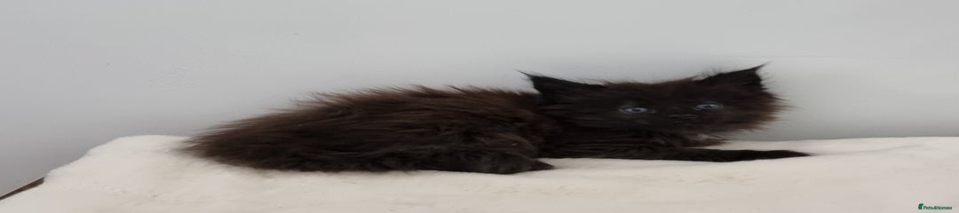 Solid black male