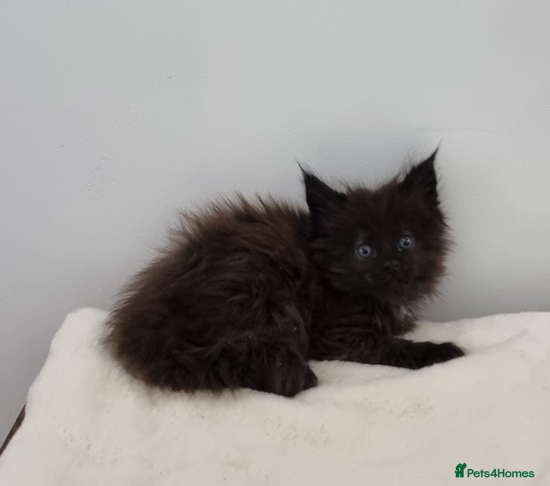 Maine Coon cats for sale: Pedigree GCCF Maine Coon Kitten available  - Image 35