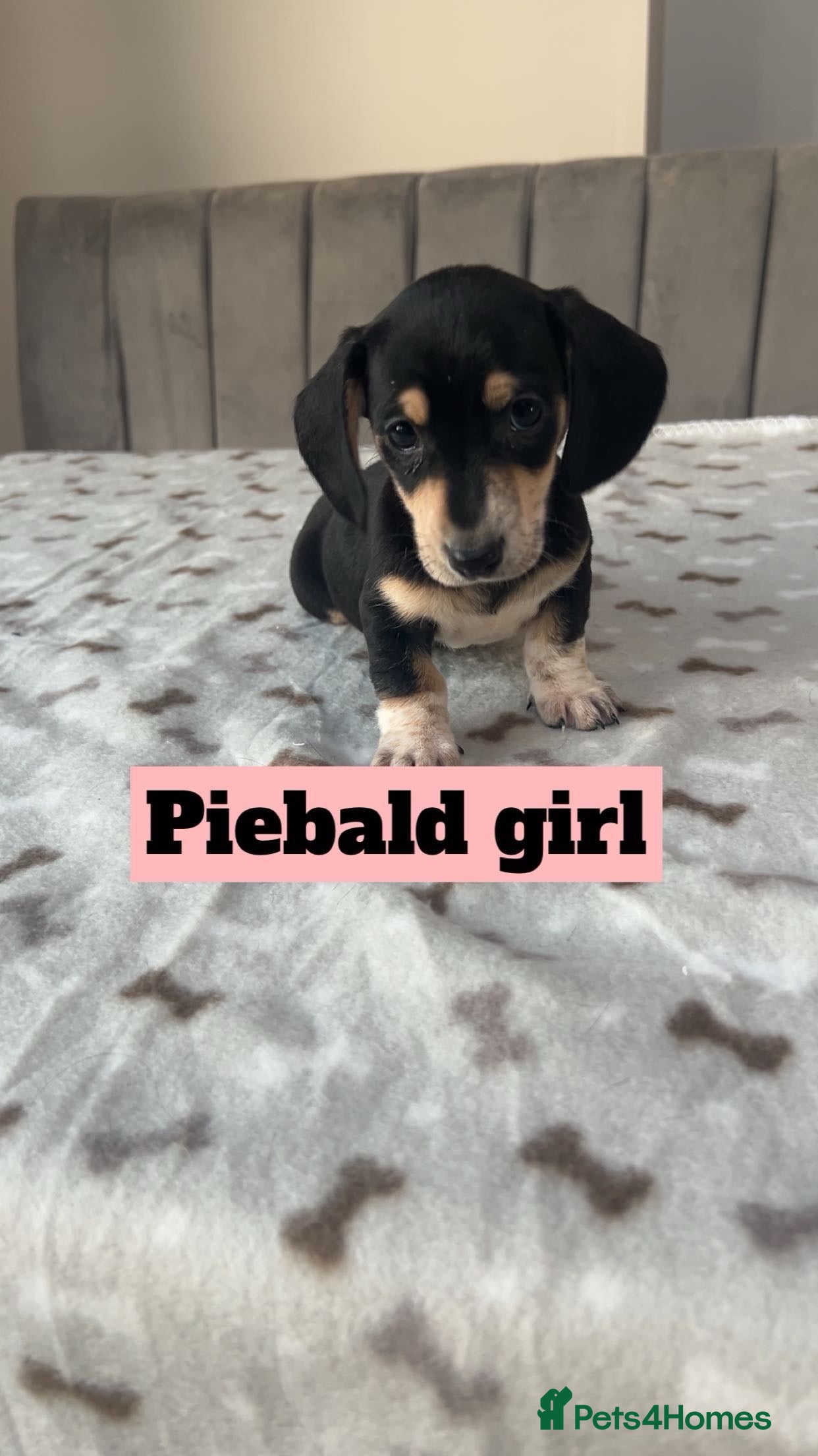 Miniature Dachshund dogs ***mini dachshunds 2 GIRLS AVAILABLE *** - Advert 11