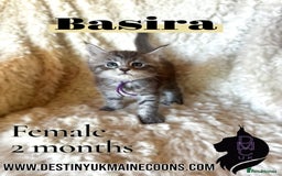 Maine Coon cats for sale: 2 females left  - Image 5