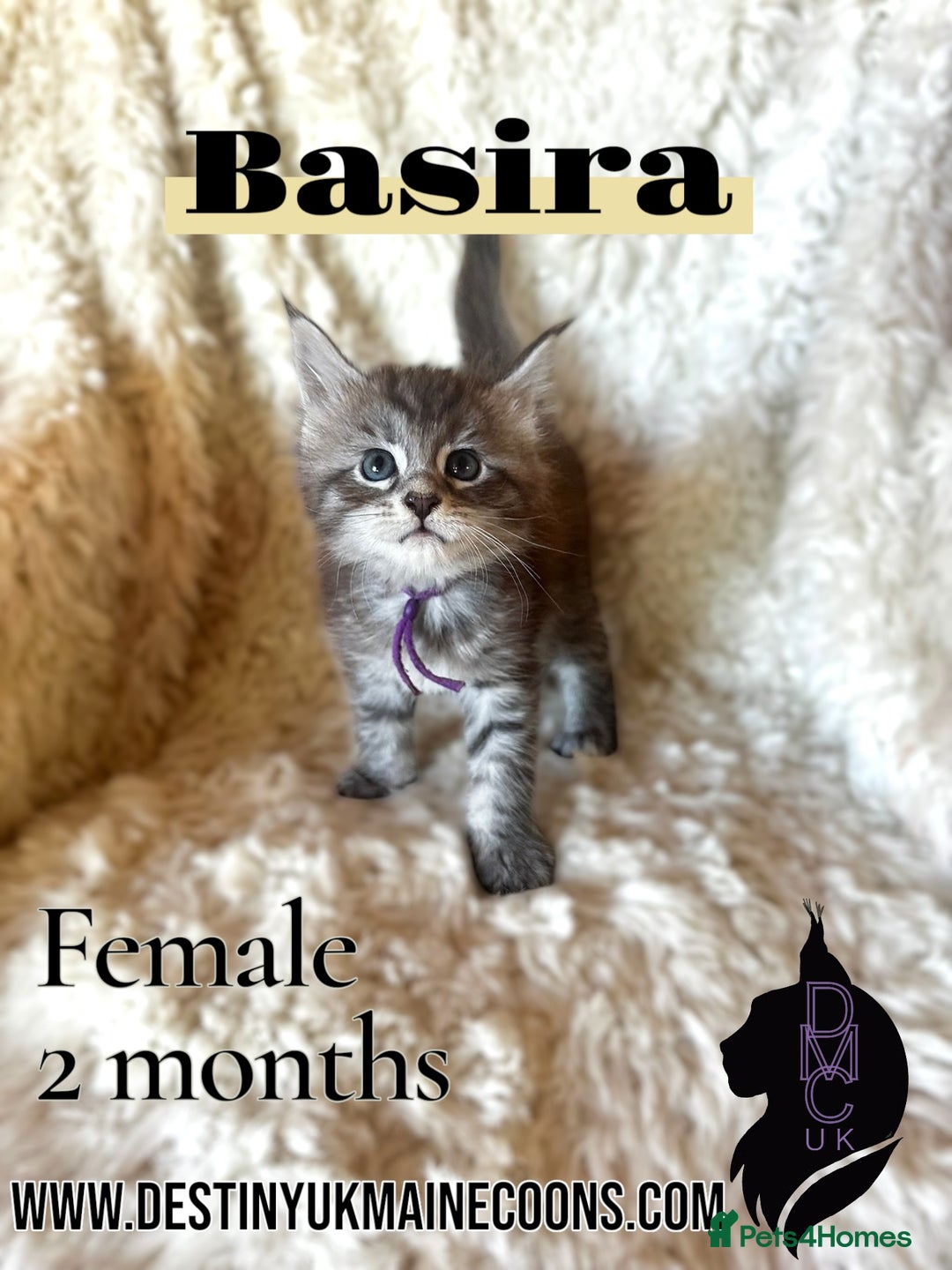 Maine Coon cats for sale: 2 females left  - Image 5