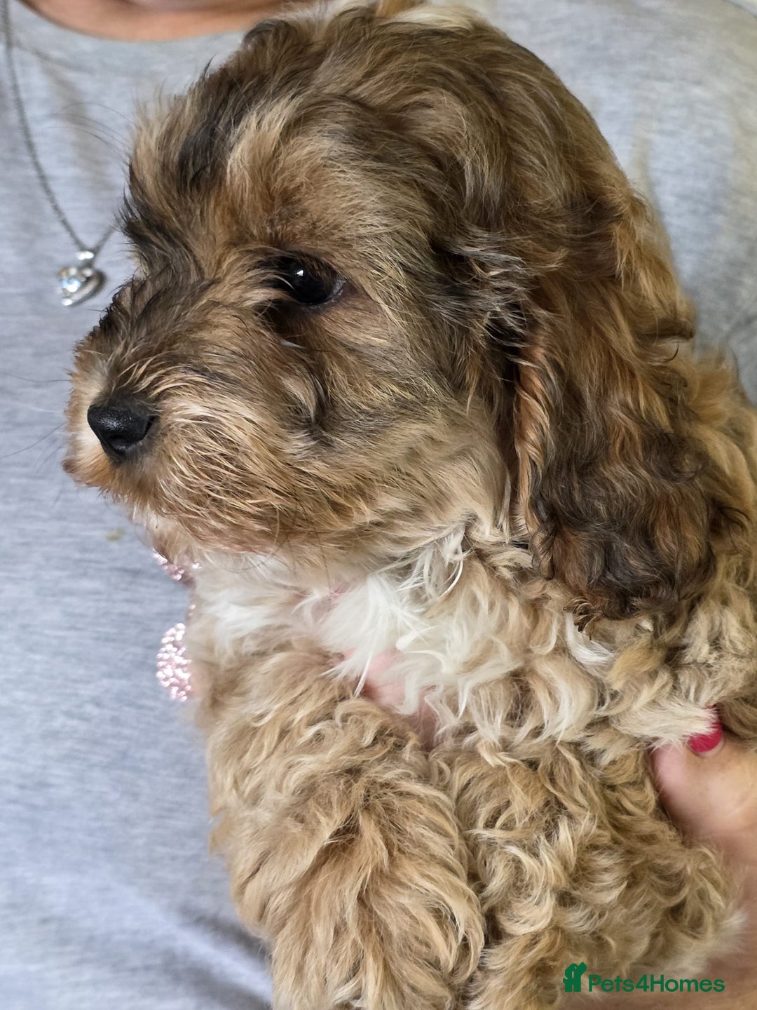 Cockapoo dogs for sale: Toy cockapoo pups - Image 2