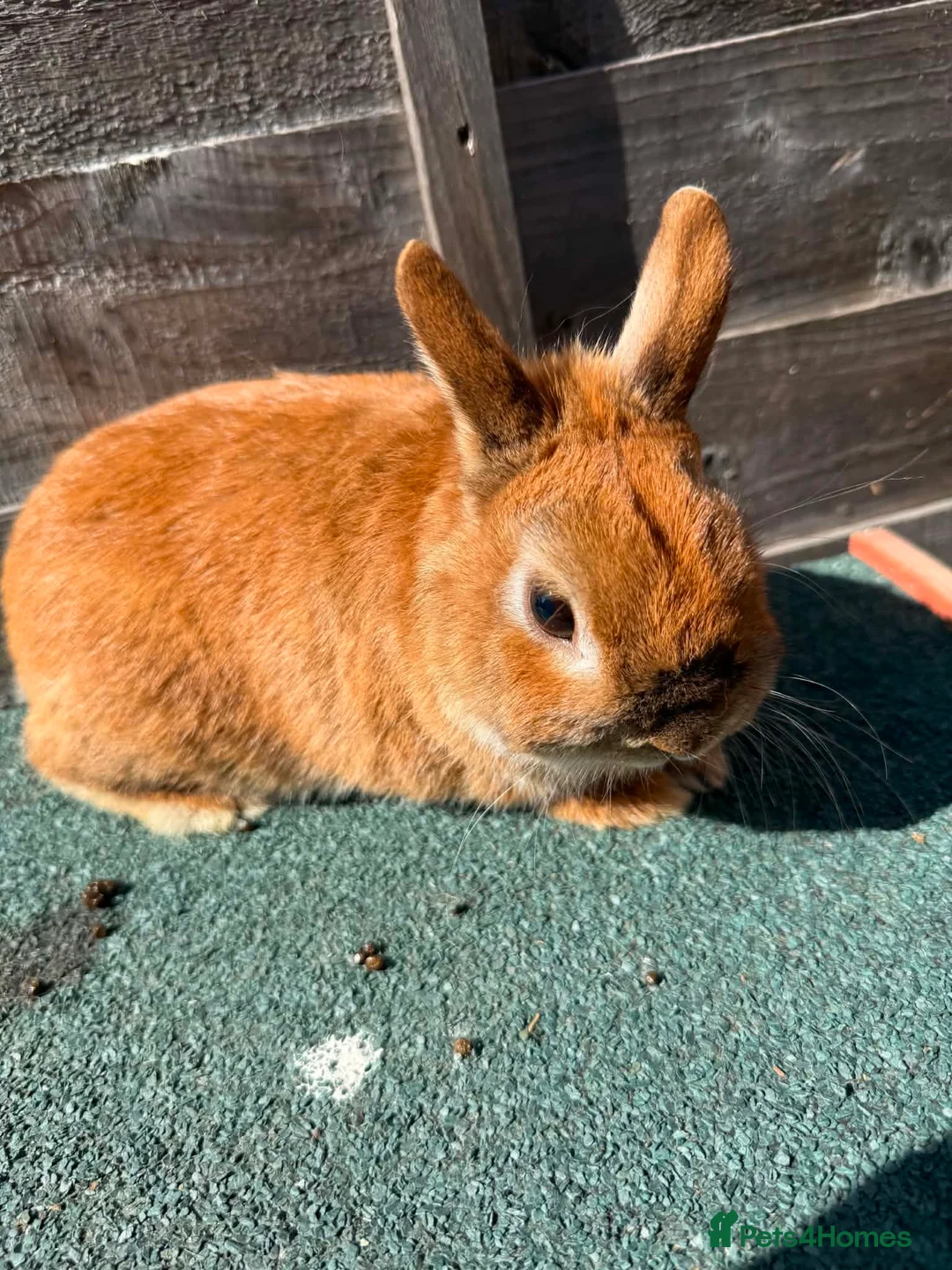 Giant Papillon rabbits for sale: continental giant , minilop , netherland draft - Advert 35