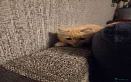 Scottish Fold cats for sale: !1 LEFT! BEAUTIFUL SCOTTISH FOLDS FOR SALE - Image 24