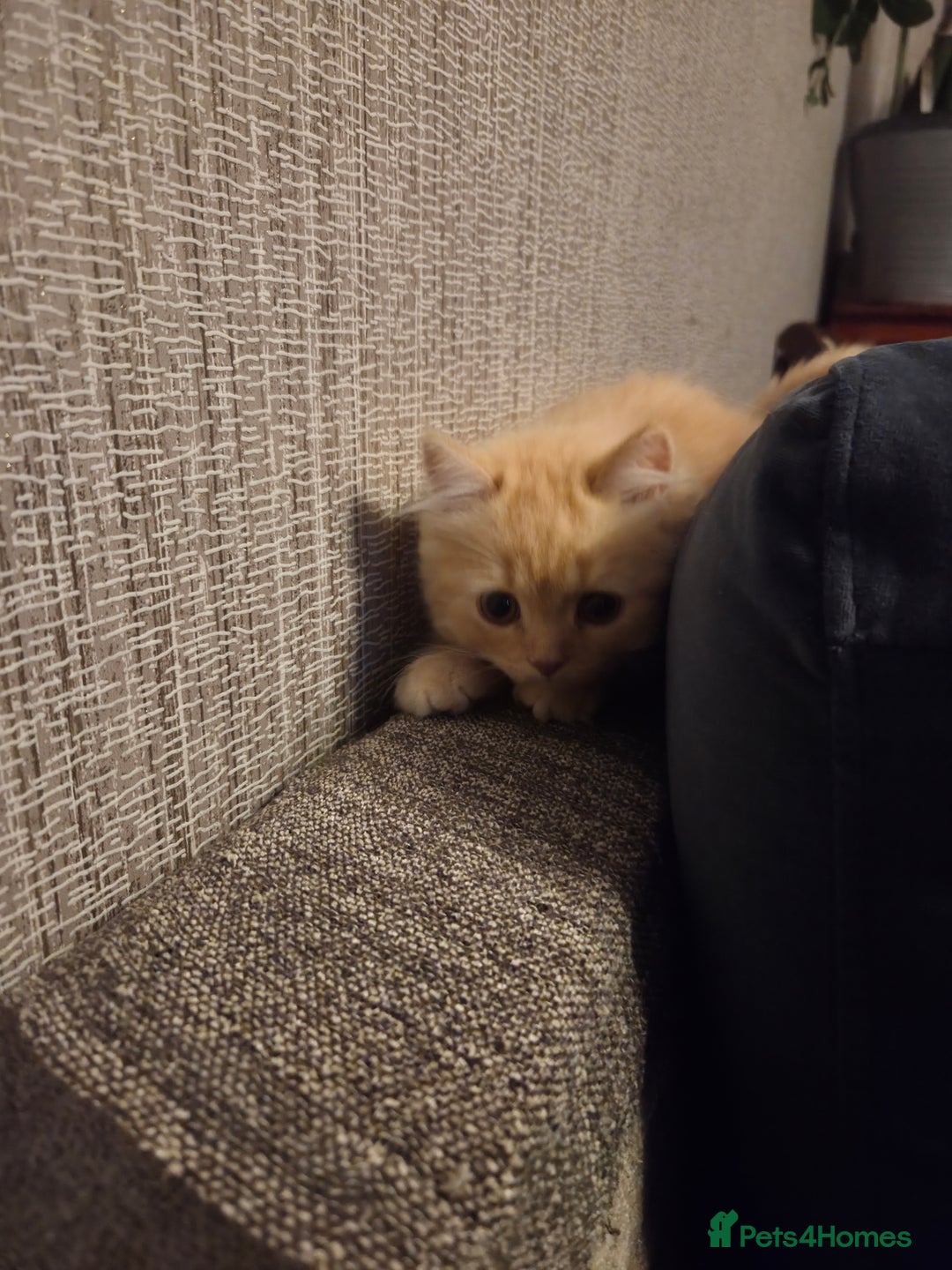 Scottish Fold cats for sale: !1 LEFT! BEAUTIFUL SCOTTISH FOLDS FOR SALE - Image 24