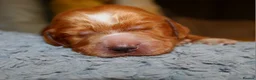 Cocker Spaniel dogs for sale: KC Reg WCS pups Health tested FTCH lines - Advert 9
