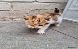 Exotic cats for sale: Cat kitten  - Image 2