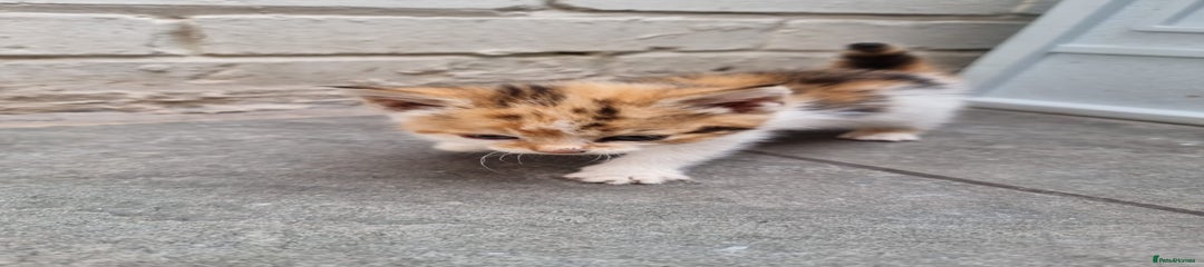 Exotic Kitten 2