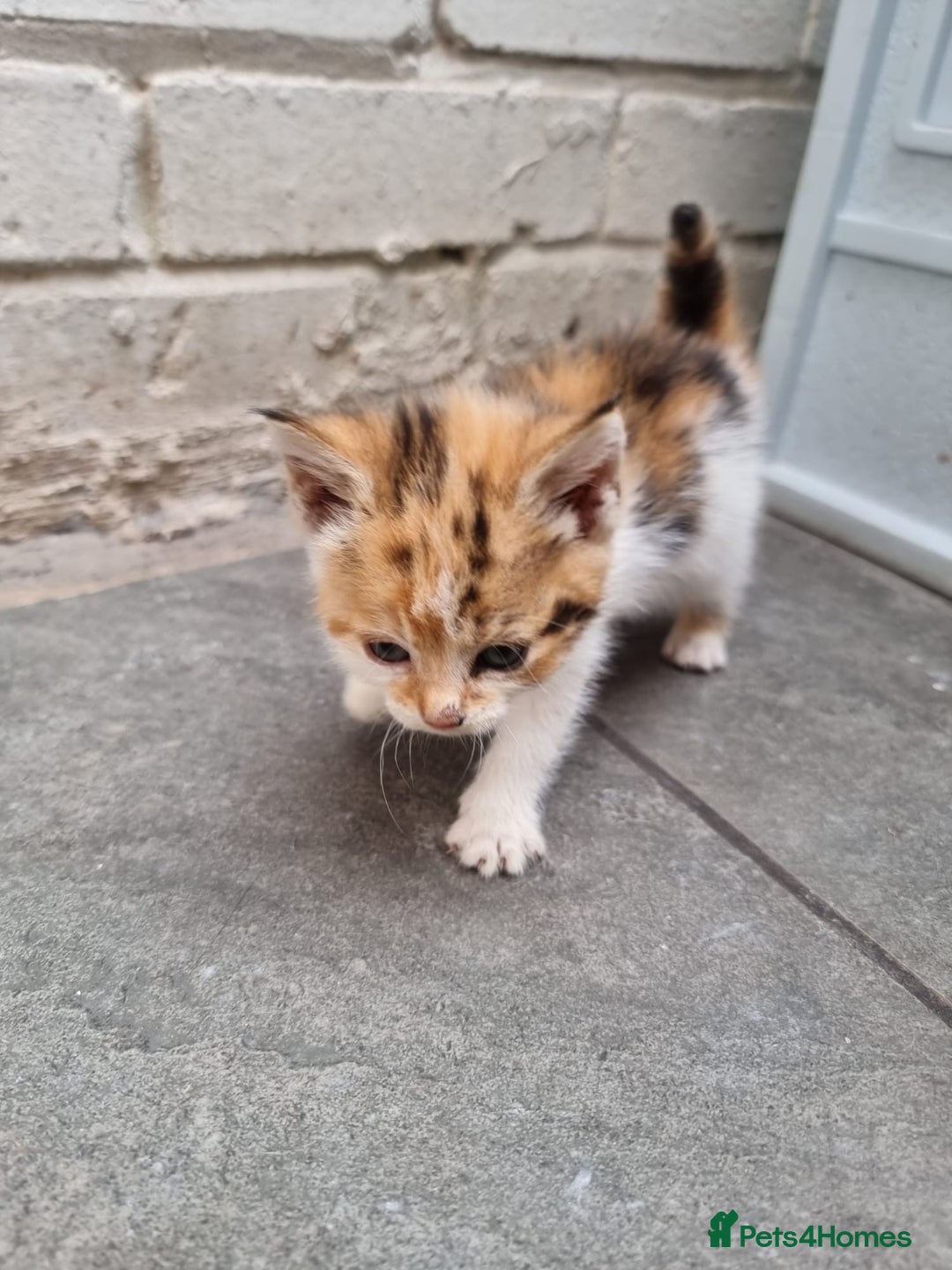 Exotic cats for sale: Cat kitten  - Image 2
