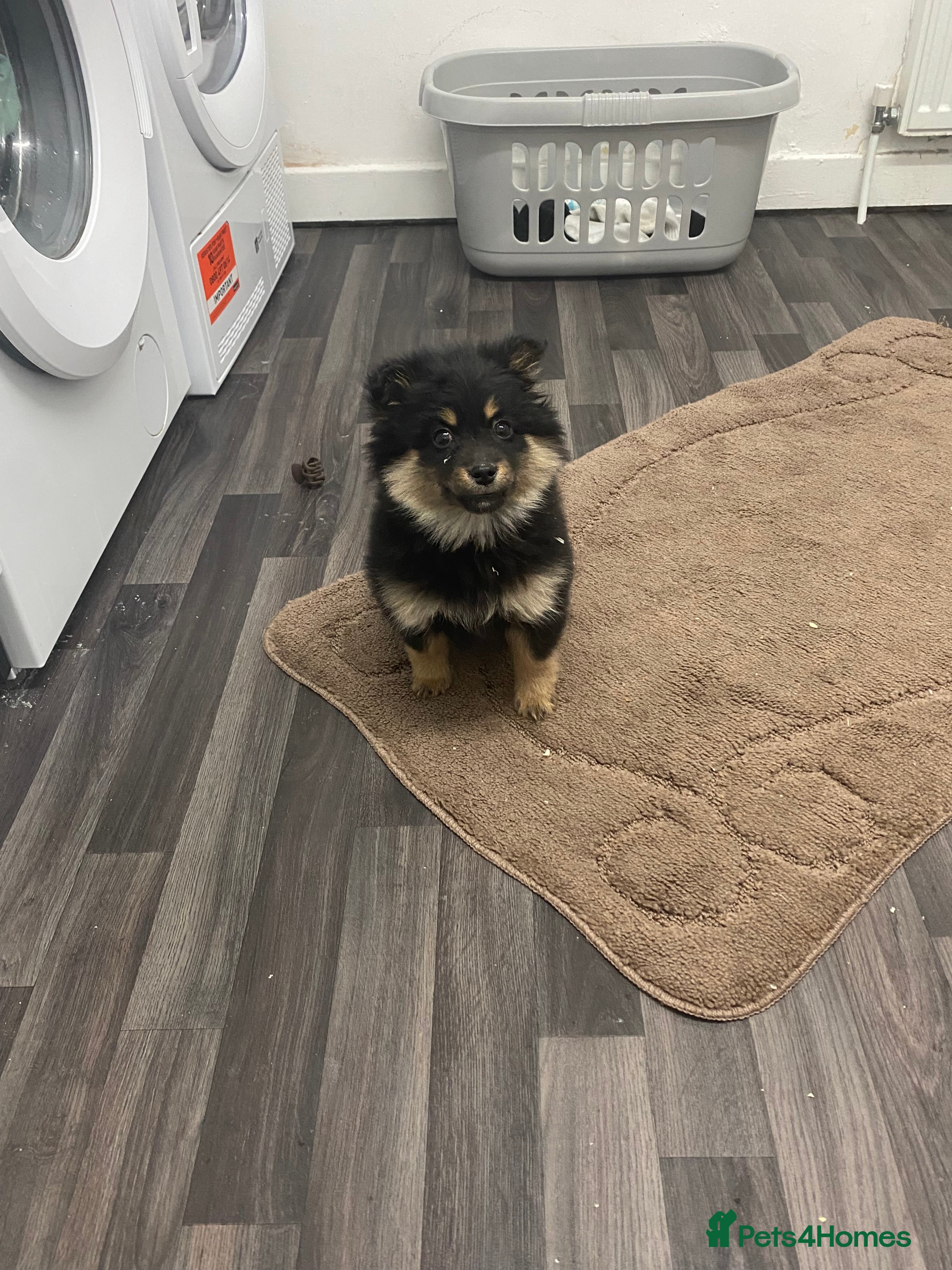 Jack Russell dogs pomeranian puppy  - Advert 4