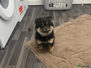 Jack Russell dogs pomeranian puppy - Advert 1