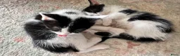 Mixed Breed cats for sale: Non pedigree kittens - Advert 5