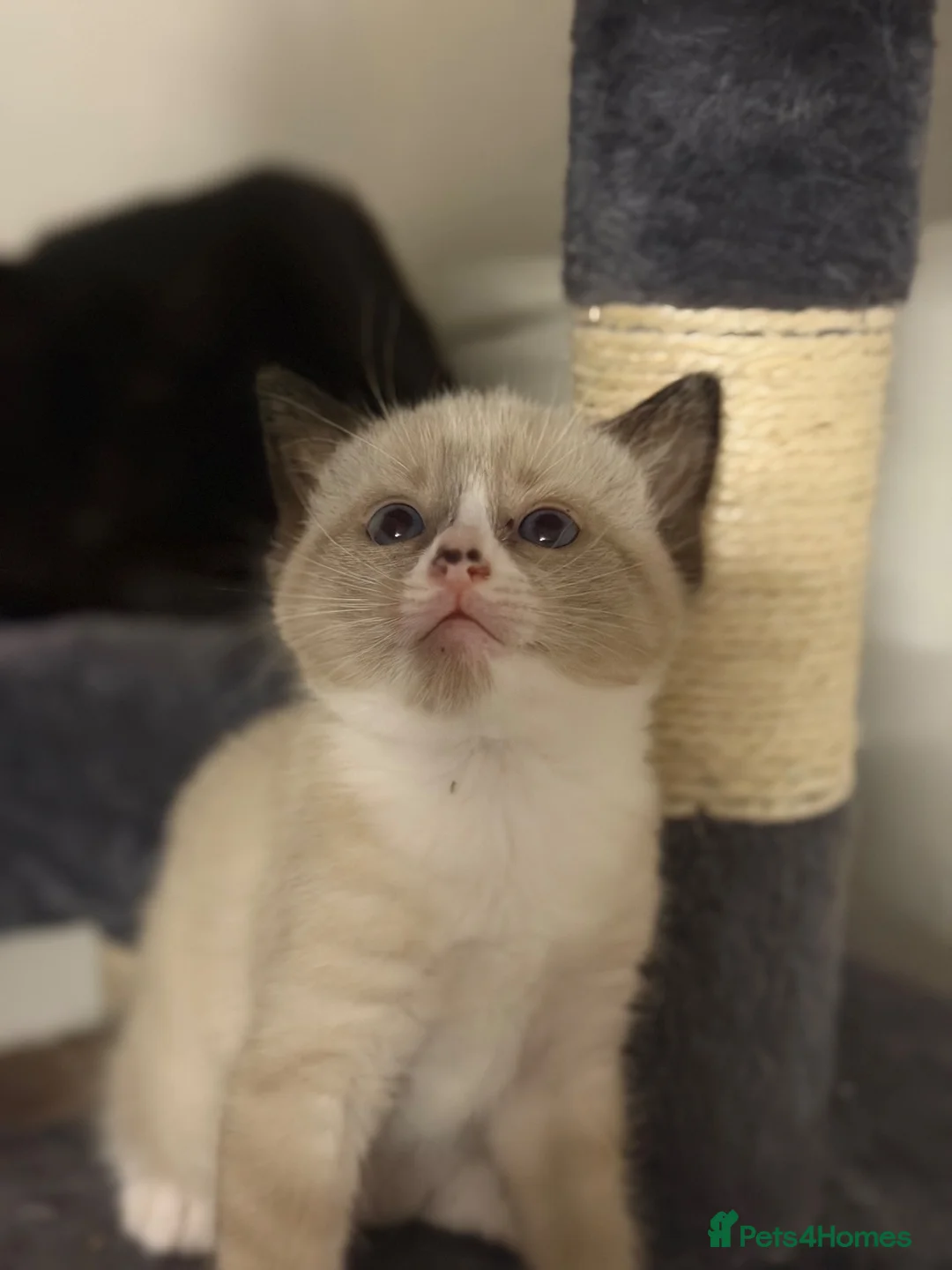 Snowshoe cats for sale: Snowshoe kitten  - Advert 7