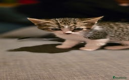 Mixed Breed cats for sale: Four handsome boys ready for their new home - Image 7