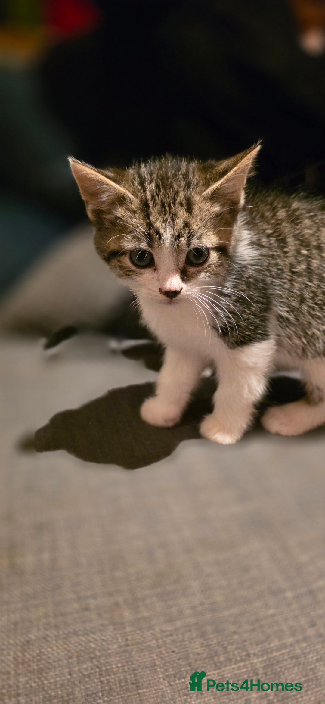 Mixed Breed cats for sale: Four handsome boys ready for their new home - Image 7