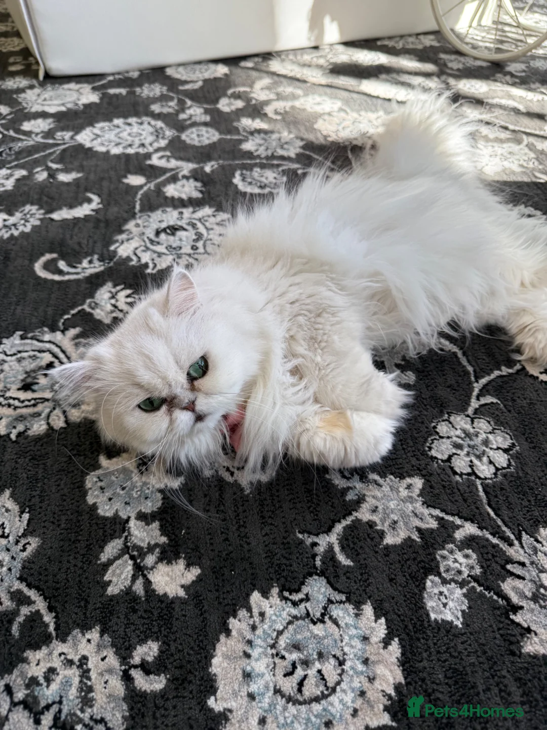 Persian cats for sale: Persian green/blue eyed  - Advert 2