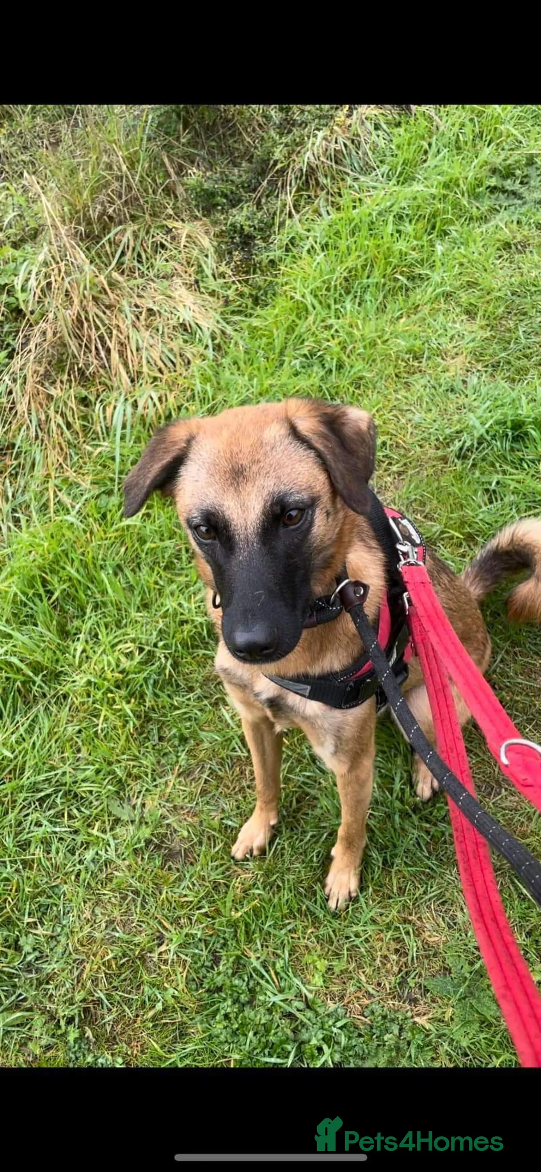 Mixed Breed dogs for adoption: Meet Ryder, currently residing in Cheshire  in Nantwich - Advert 13