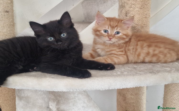 Mixed Breed cats - Advert 9