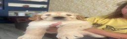 Golden Retriever dogs for sale: KC registered golden retriever puppies - Advert 5