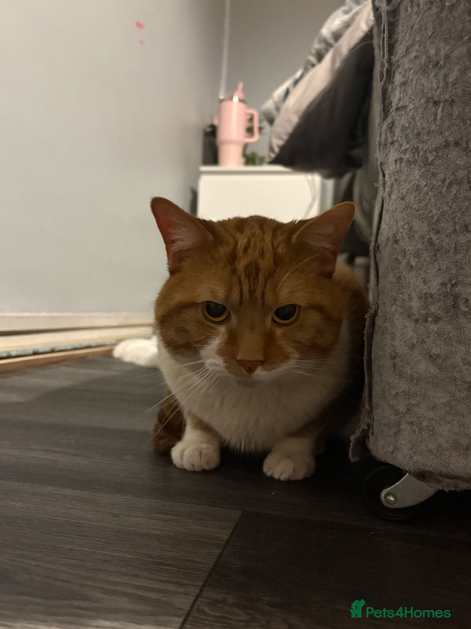 Mixed Breed cats White and ginger male cat  - Advert 2