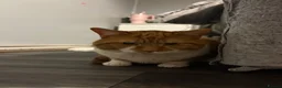Mixed Breed cats for stud: White and ginger male cat  - Advert 1
