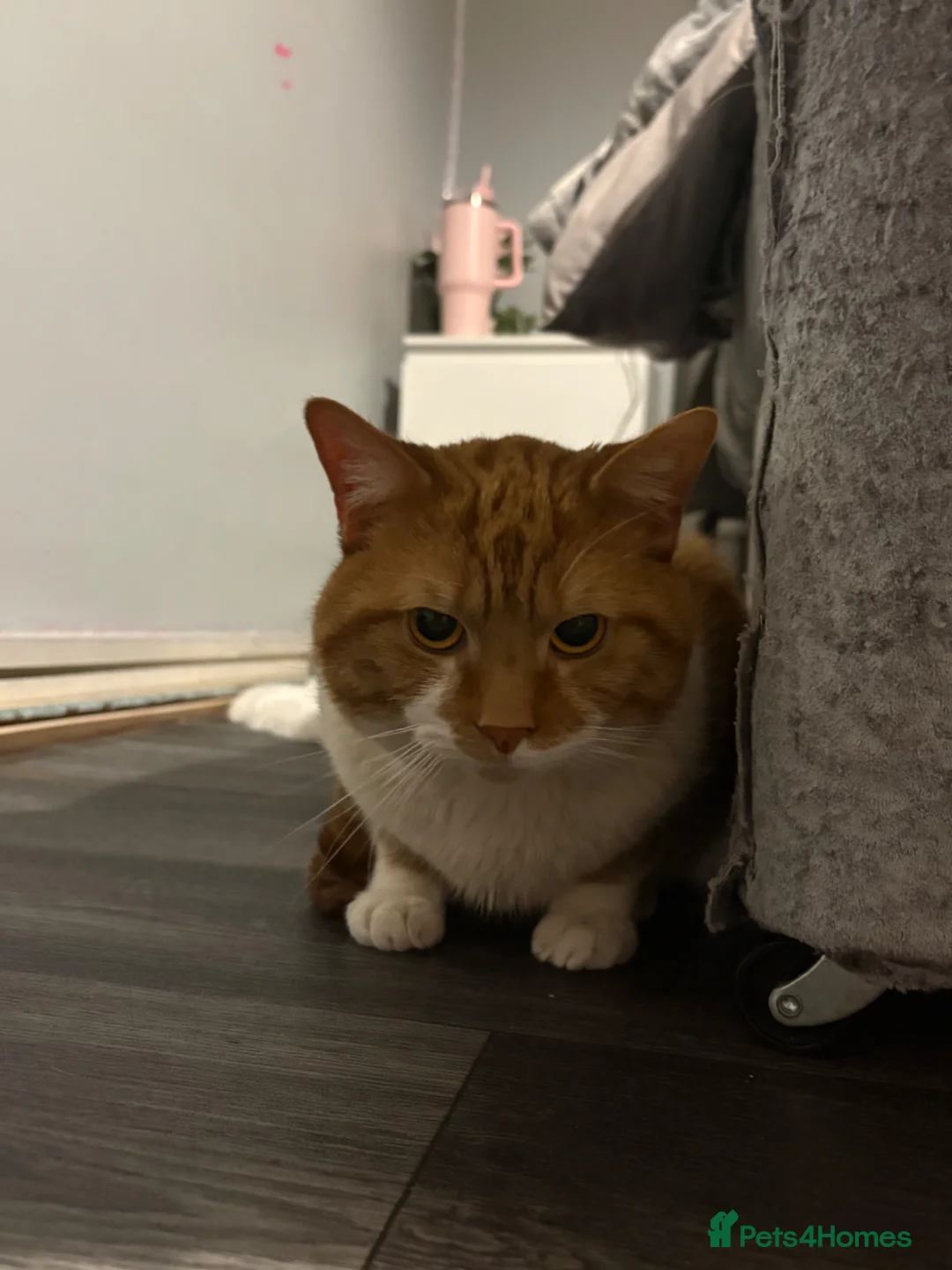 Mixed Breed cats for stud: White and ginger male cat  - Advert 1