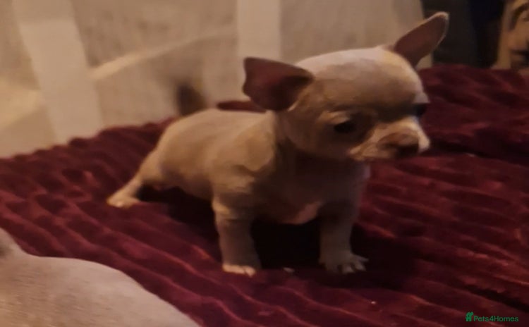 Chihuahua dogs - Advert 10