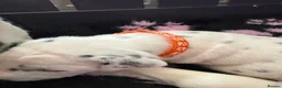 Dalmatian dogs for sale: Pedigree KC Registered Puppies - Advert 18