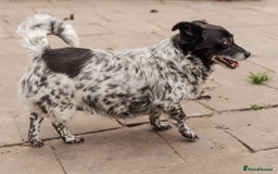 Mixed Breed dogs for adoption: 💖🐶 LYRA 🐶💖 - Image 4
