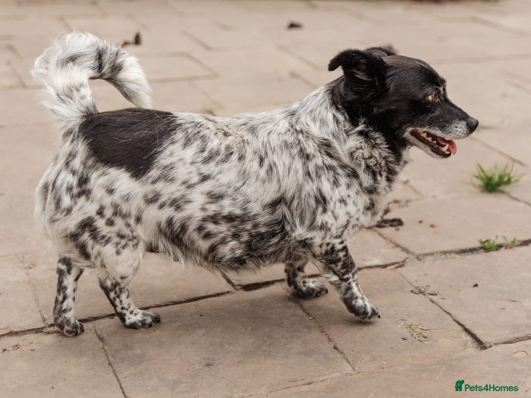 Mixed Breed dogs for adoption: 💖🐶 LYRA 🐶💖 - Image 4