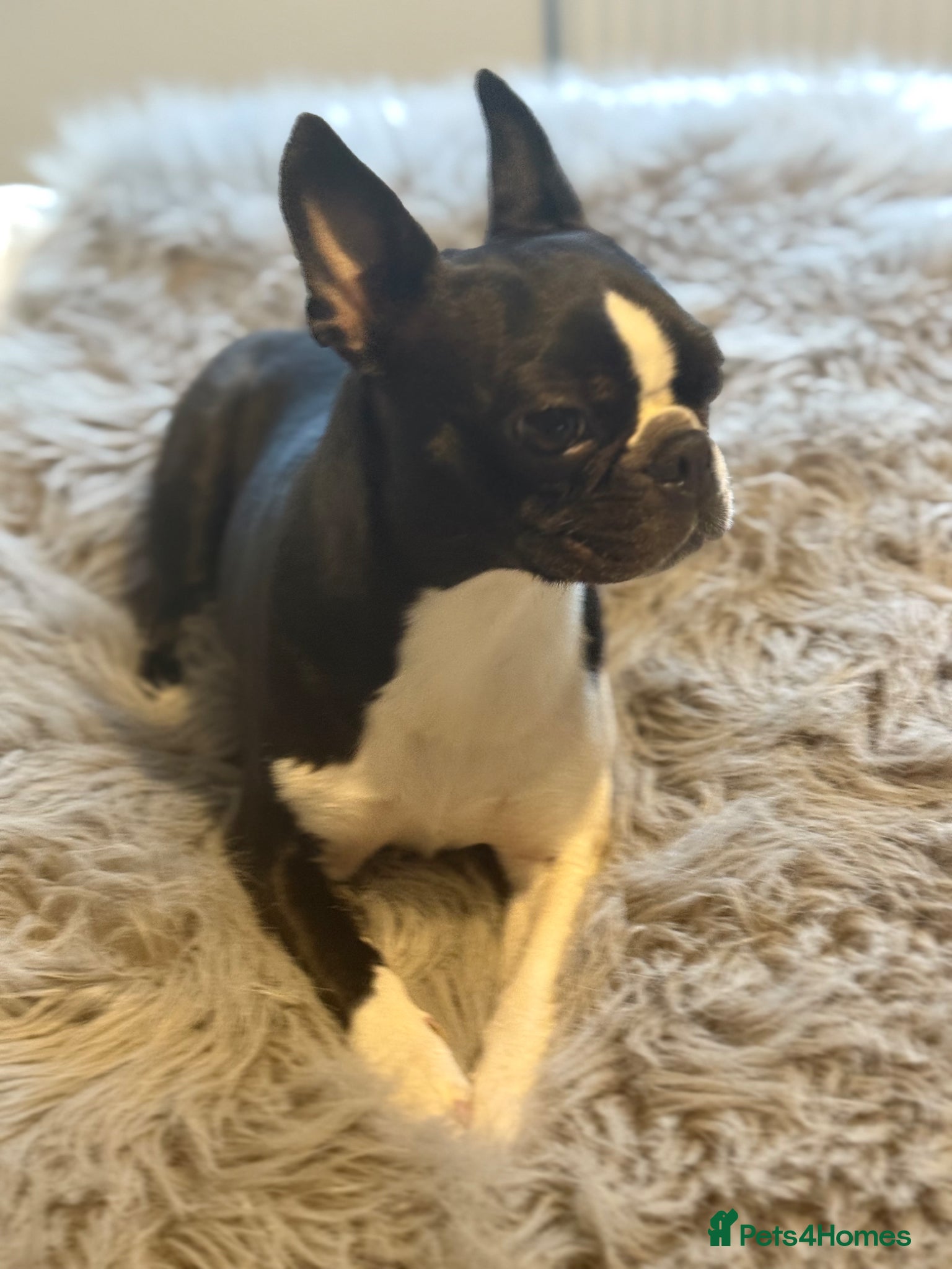 Boston Terrier dogs Male and female Boston Terrier - Advert 2