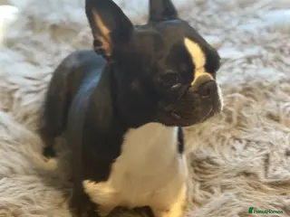 Boston Terrier dogs Male and female Boston Terrier - Advert 2