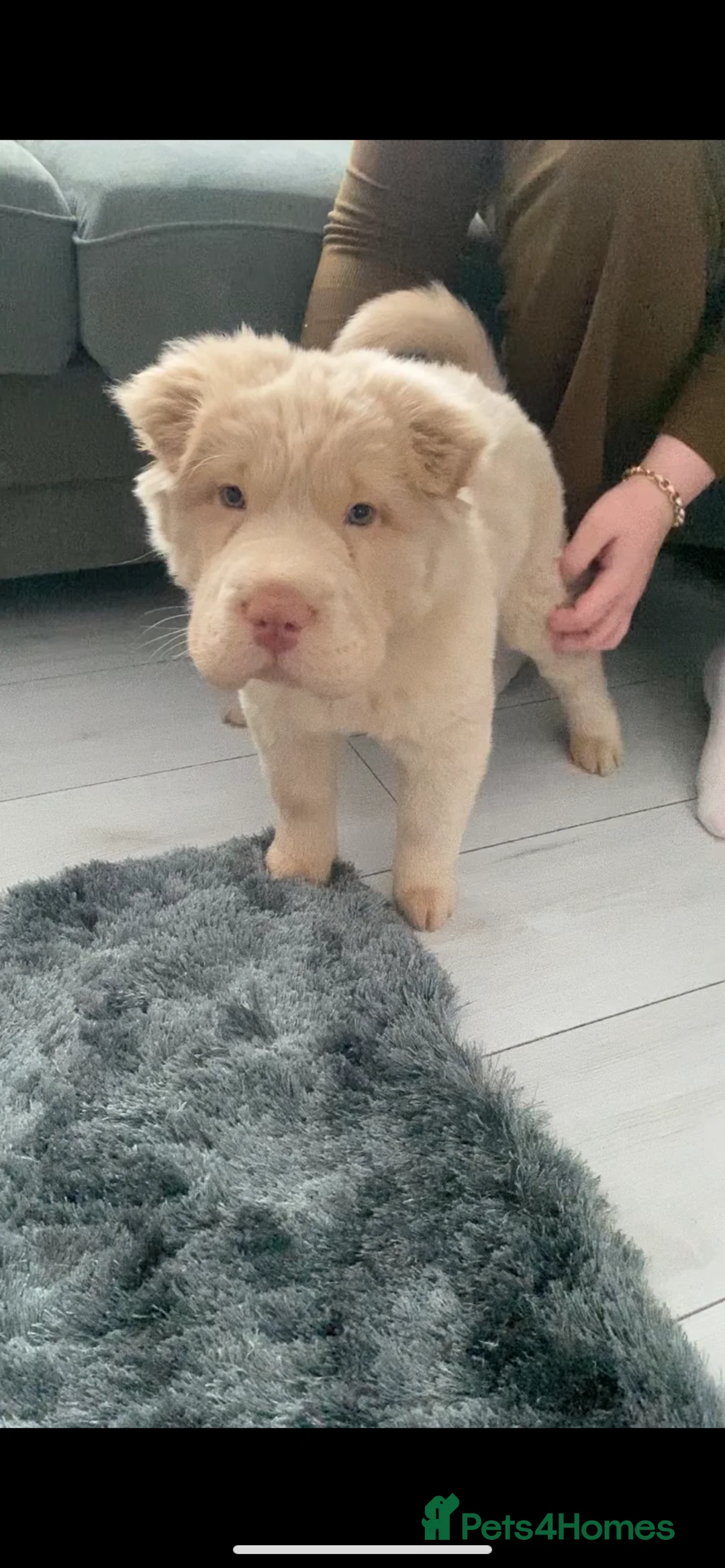 Shar Pei dogs for sale: 🐾 Cream Bear Coat Shar Pei Girl – Blue Eyes 💎🐶 - Advert 3