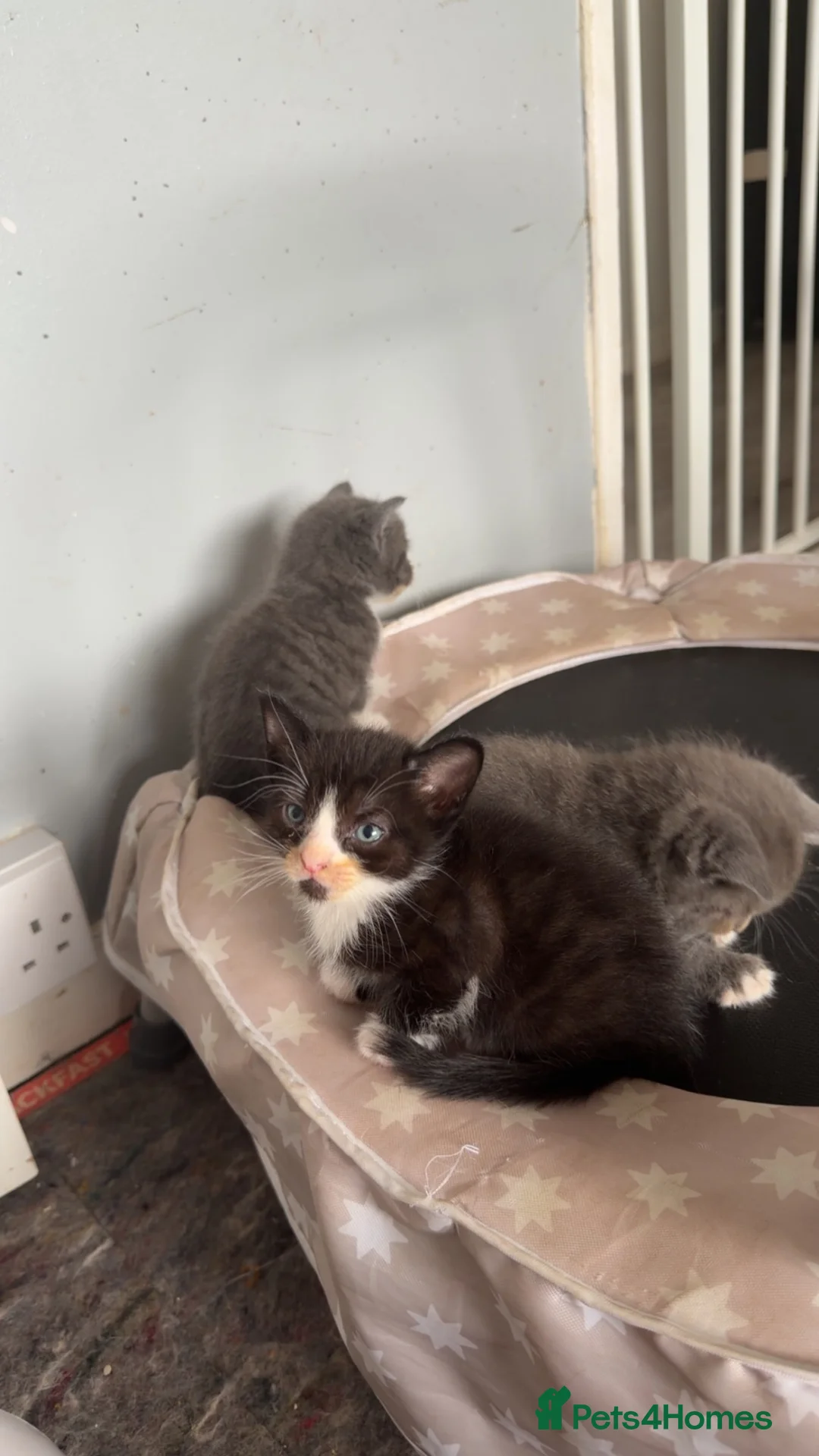 Mixed Breed cats for sale: Kittens  - Advert 3