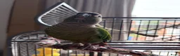 Conures birds for sale: Trevor the green cheeked conure hand reared + cage - Advert 1