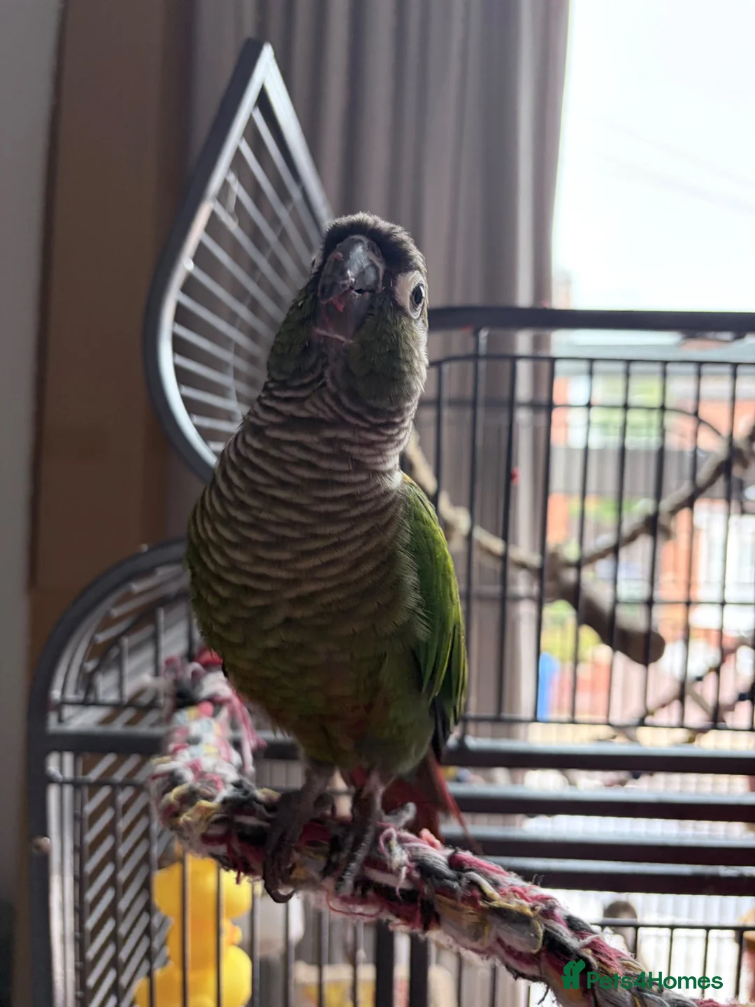 Conures birds for sale: Trevor the green cheeked conure hand reared + cage - Advert 1