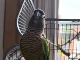 Conures birds Trevor the green cheeked conure hand reared + cage - Advert 11