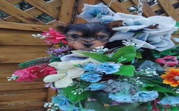 Yorkshire Terrier dogs for sale: Yorkshire puppies, 9 week cold  **  size. Two li - Advert 3