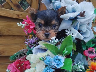 Yorkshire Terrier dogs Yorkshire puppies, 9 week cold ** size. - Advert 8