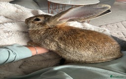 Continental Giant rabbits for sale: 7 beautiful Continental Giant - Image 7