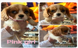 Cavalier King Charles Spaniel dogs for sale: King Charles cavalier puppies for sale  - Image 4