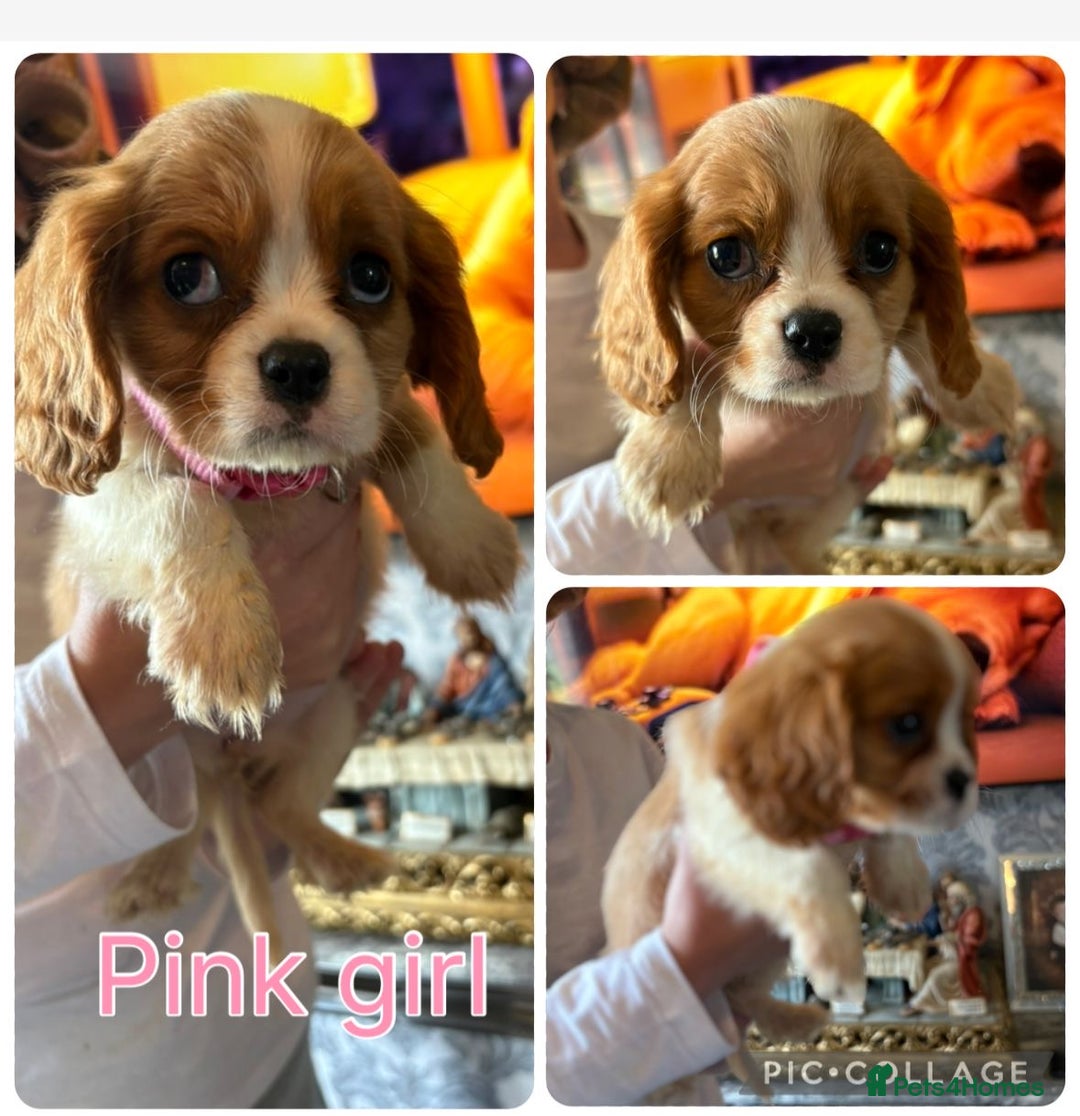 Cavalier King Charles Spaniel dogs for sale: King Charles cavalier puppies for sale  - Image 4