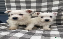 West Highland Terrier dogs for sale: West highland terrier  - Image 9