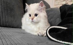 British Longhair cats for sale: ‼️🐾😍Colourpoint purebred BLH😻1 Left 🐱 - Advert 18