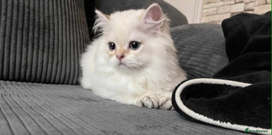 British Longhair cats - Advert 1