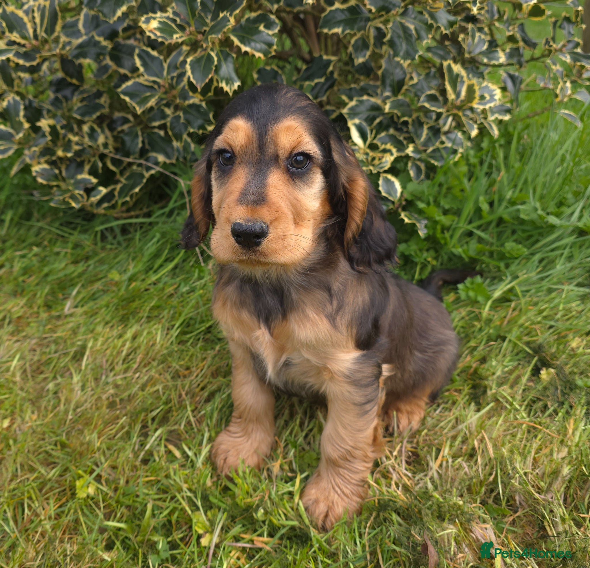 Cocker Spaniel dogs ⭐️ 1 sable boy left available ⭐️ - Advert 4